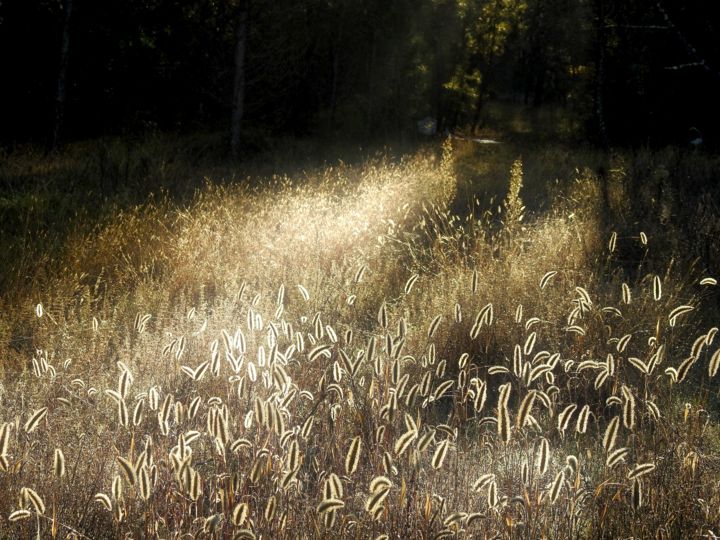 Photographie intitulée "Graminées." par Alain Brasseur, Œuvre d'art originale