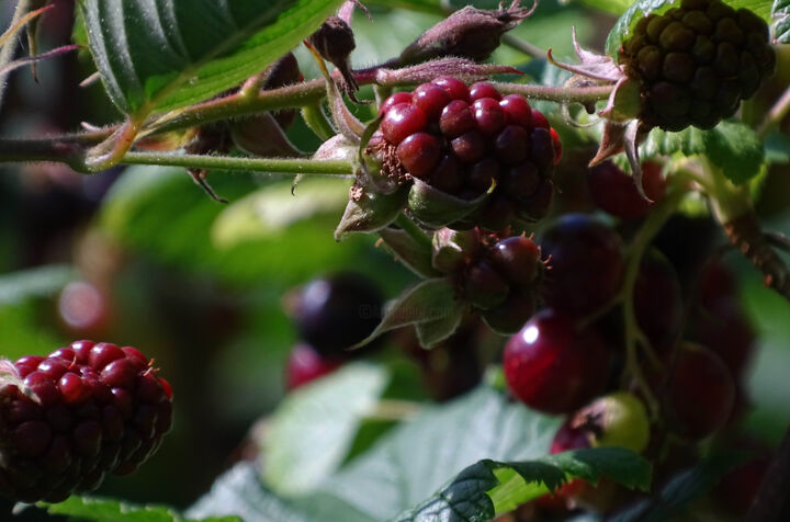 Fotografía titulada "Blackberry woodland" por Pascal Carro (PKRO), Obra de arte original, Fotografía no manipulada