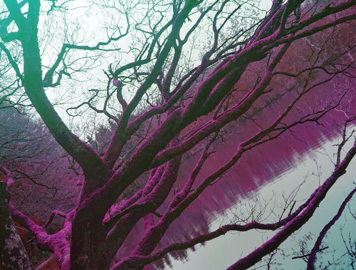 Photographie intitulée "Heart tree #2" par Pascal Carro (PKRO), Œuvre d'art originale, Photographie manipulée