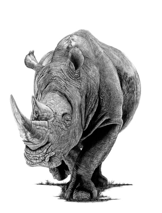 Rhino, Drawing by Paul Stowe Artmajeur