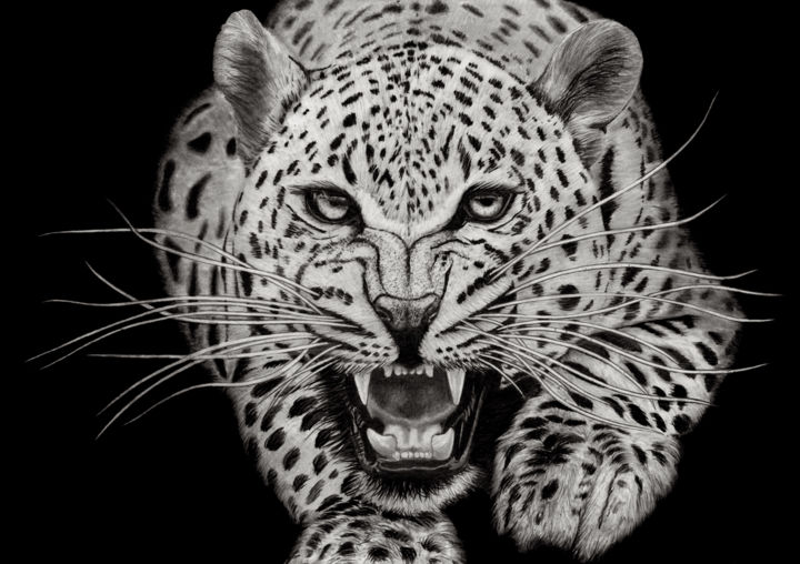 leopard roar drawing
