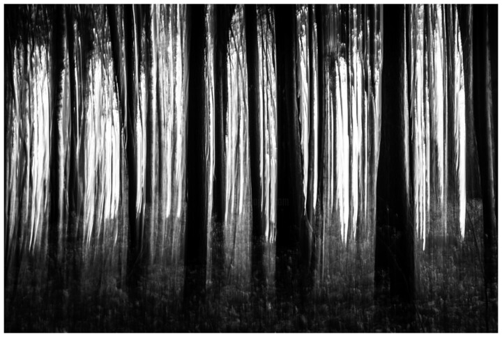 Fotografía titulada "Wald, Österreich" por Philipp Schweighofer, Obra de arte original, Fotografía digital