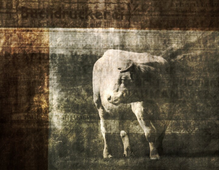 Photographie intitulée "A Cow in a No Man's…" par Philippe Berthier, Œuvre d'art originale, Photographie numérique