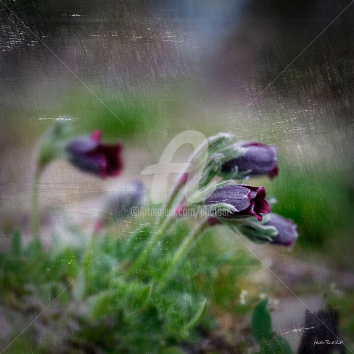 Photographie intitulée "Wild Anemone (Anémo…" par Alain Romeas (PhotoAR), Œuvre d'art originale, Photographie numérique