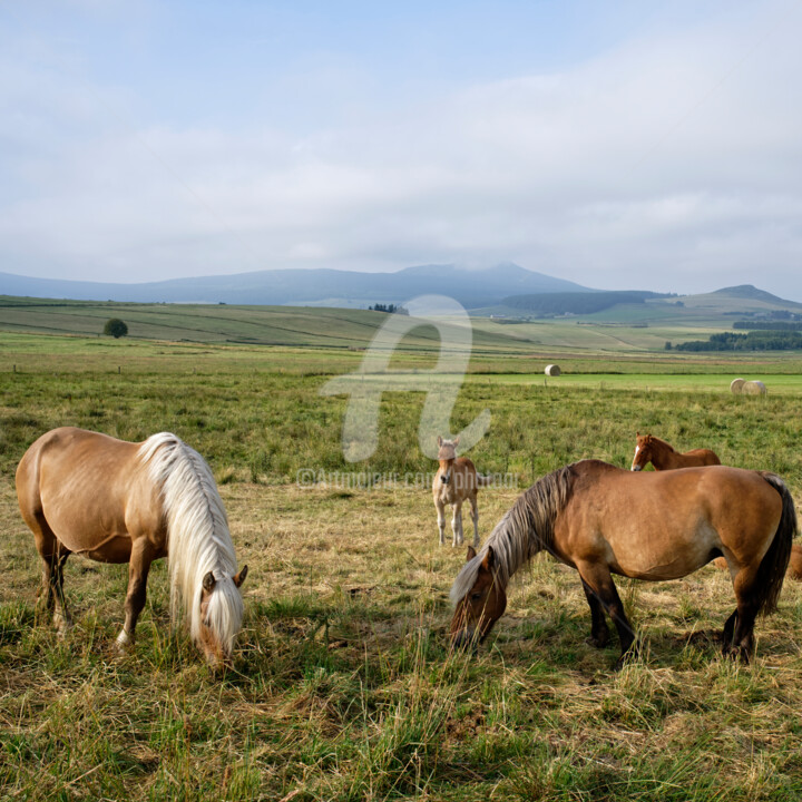 Fotografie getiteld "Les chevaux aux pât…" door Alain Romeas (PhotoAR), Origineel Kunstwerk, Digitale fotografie