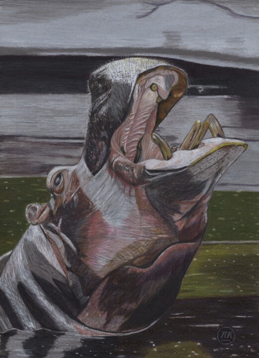 Drawing titled "Un hippopotame émer…" by Pierre Bayet, Original Artwork, Pencil