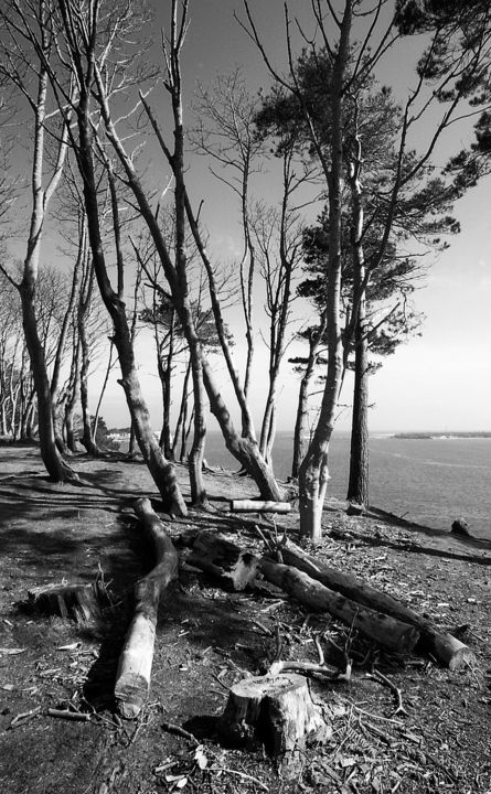 Photography titled "'Trees on the Edge'…" by P. J. Collins, Original Artwork, Analog photography