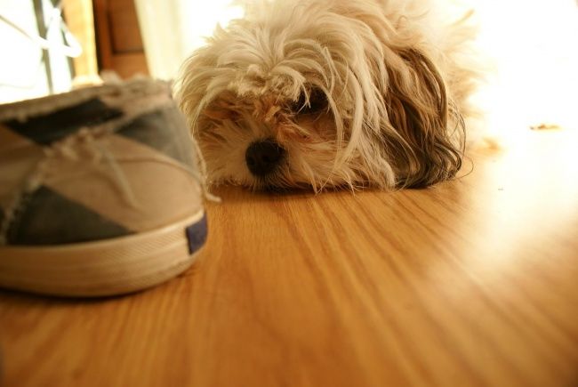 "shoe & dog" başlıklı Fotoğraf Angeles tarafından, Orijinal sanat