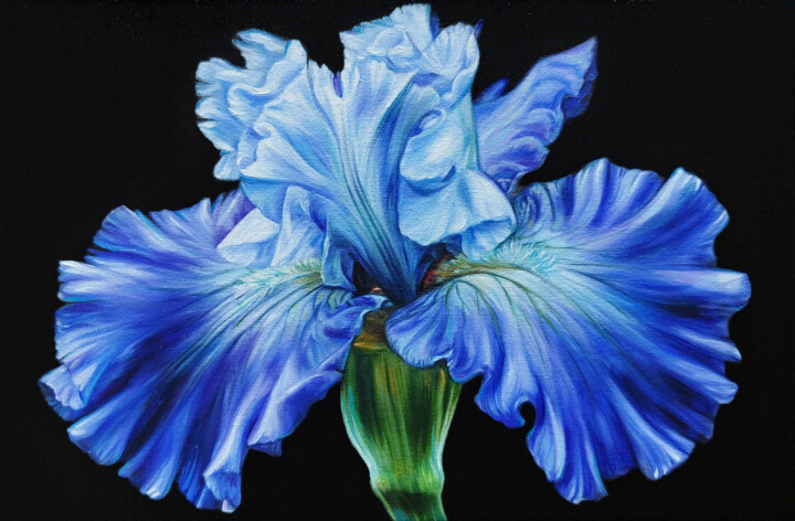 Original Blue Iris Drawing in Colored Pencil , Flower Portrait