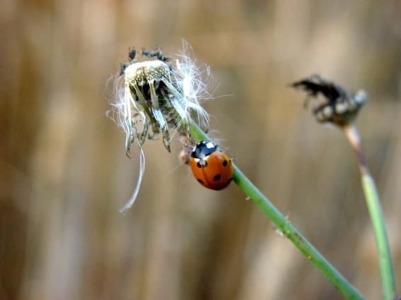 Mademoiselle Coccinelle Photographie par Florence Marandel