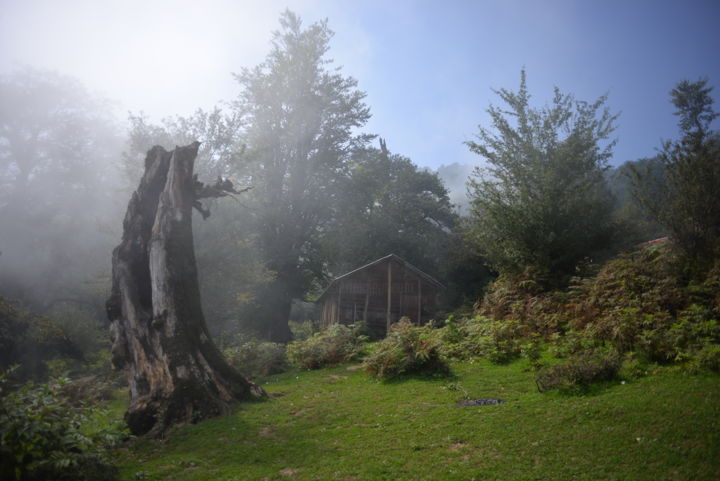 Fotografia zatytułowany „Fog in the woods an…” autorstwa Reza Fardinfar, Oryginalna praca, Fotografia cyfrowa