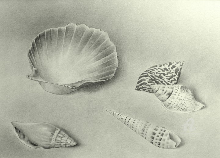 Drawing titled "Shells, nr 1" by Roger Thijs, Original Artwork, Pencil
