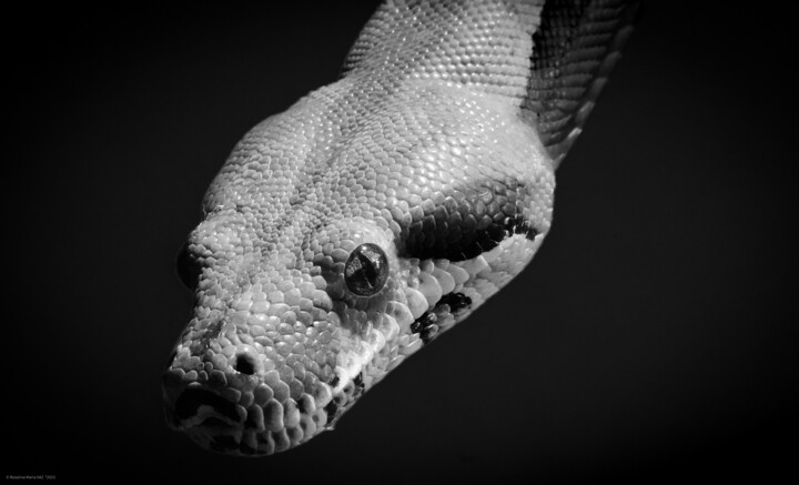 Fotografie mit dem Titel "Le serpent" von Rosalina Vaz, Original-Kunstwerk, Digitale Fotografie