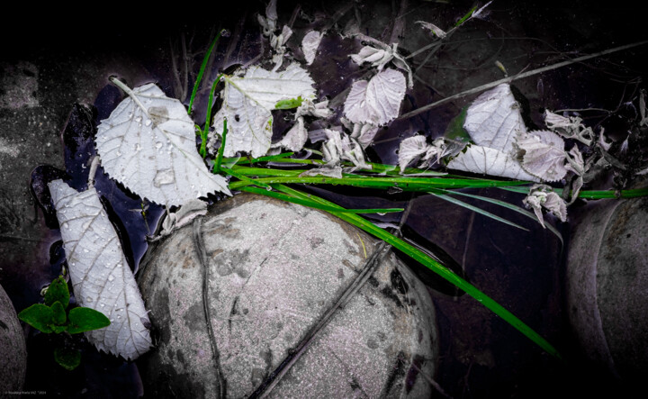 Photography titled "Nature morte" by Rosalina Vaz, Original Artwork, Digital Photography