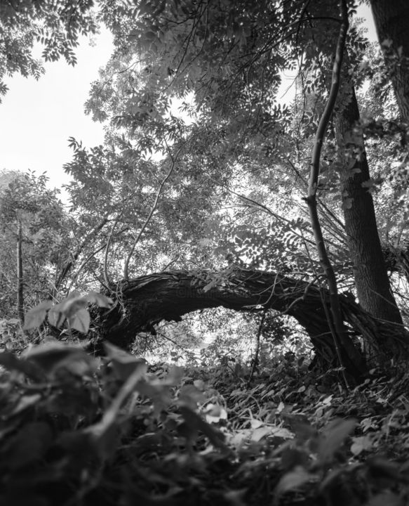 Photography titled "Weidenbaum-Brücke" by Roy Focke, Original Artwork, Analog photography