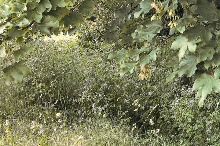 Фотография под названием "Généreuse Nature" - Michel Guillaumeau, Подлинное произведение искусства, Цифровая фотография