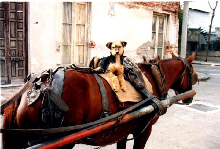 Fotografía titulada "HORSE AND DOG" por Ruben Gimenez Viera, Obra de arte original