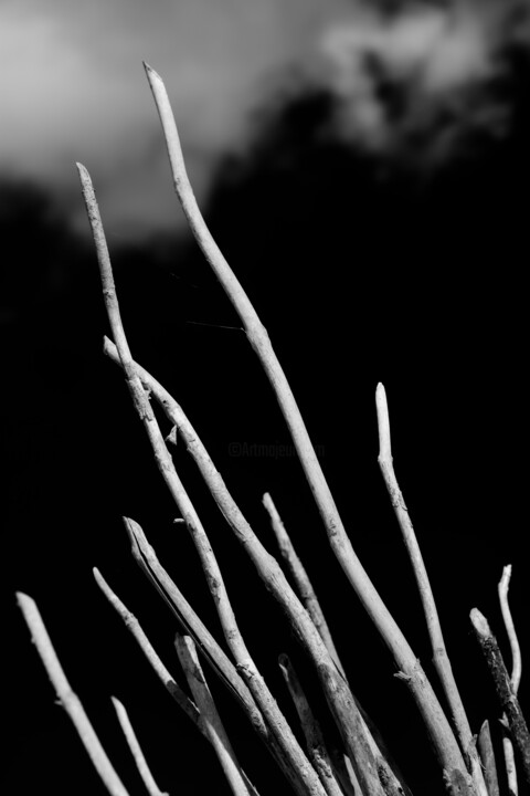 Photography titled "Wood on the Sky" by Rui Campos, Original Artwork, Digital Photography