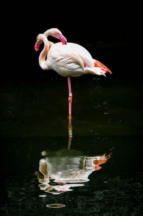 Φωτογραφία με τίτλο "Flamingo_2" από Sergio Capuzzimati, Αυθεντικά έργα τέχνης, Ψηφιακή φωτογραφία