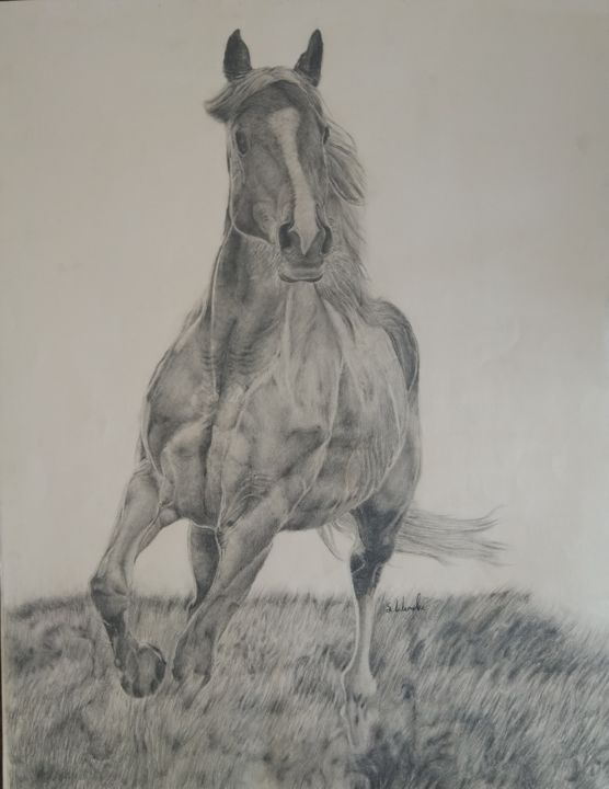 Drawing titled "Horse" by Samet Lalemeke, Original Artwork, Charcoal
