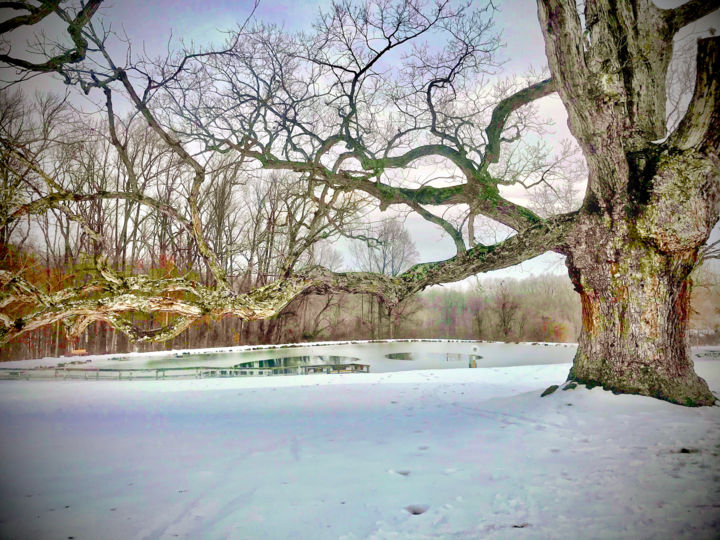 Photography titled "Old Sycamore Tree w…" by Stephen D. Smith, Original Artwork, Digital Photography