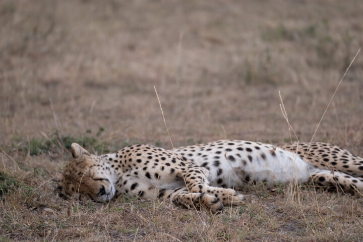 Fotografia zatytułowany „Guépard dormant” autorstwa Serge Leroux, Oryginalna praca, Fotografia cyfrowa