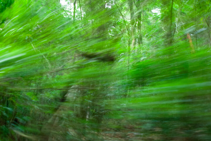 Photography titled "Floresta em movimen…" by Sergio Assis, Original Artwork, Non Manipulated Photography