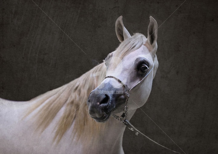 Fotografie getiteld "Pur sang Arabe 2" door Servanep, Origineel Kunstwerk