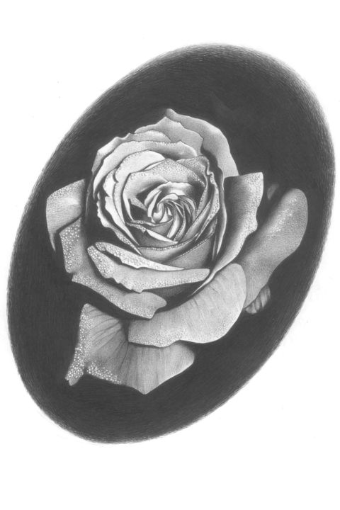 Dibujo titulada "rosa" por Sete Goytre, Obra de arte original, Bolígrafo