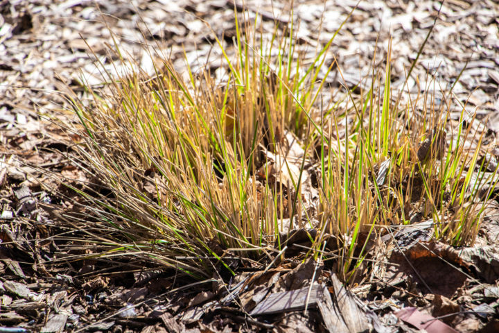 摄影 标题为“Vibrant Bushy Grass…” 由Sgd Photography, 原创艺术品