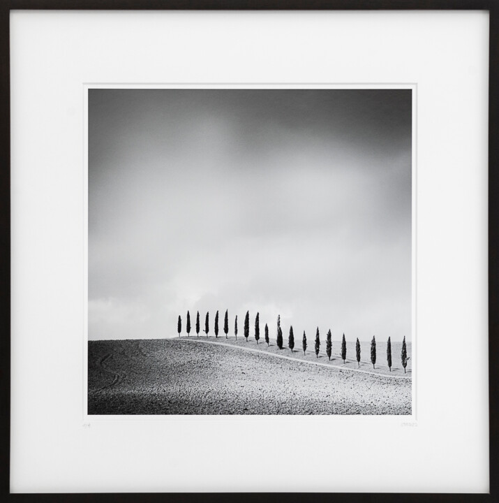 「Row of Cypress Tree…」というタイトルの写真撮影 Gerald Berghammerによって, オリジナルのアートワーク, アナログ写真 段ボールにマウント