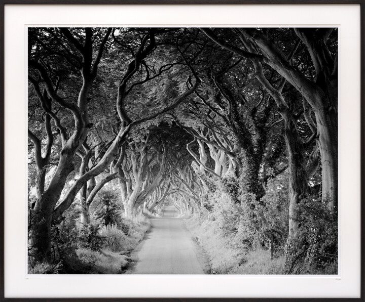 제목이 "The Dark Hedges Stu…"인 사진 Gerald Berghammer로, 원작, 아날로그 사진 알루미늄에 장착됨