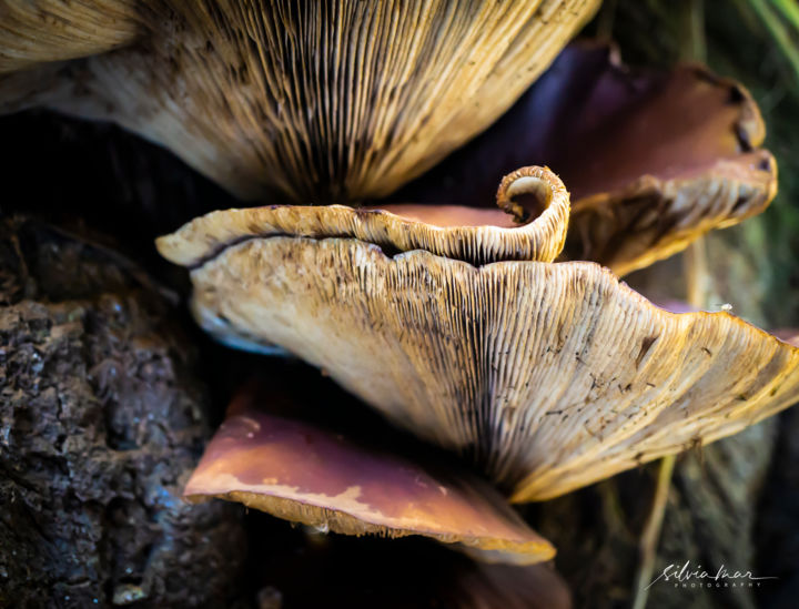 Fotografía titulada "Mushroom swirl." por Silvia Marcoschamer, Obra de arte original, Fotografía digital