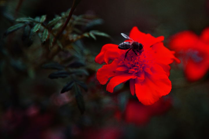 Φωτογραφία με τίτλο "garden" από Simon Gaitanidis, Αυθεντικά έργα τέχνης, Ψηφιακή φωτογραφία