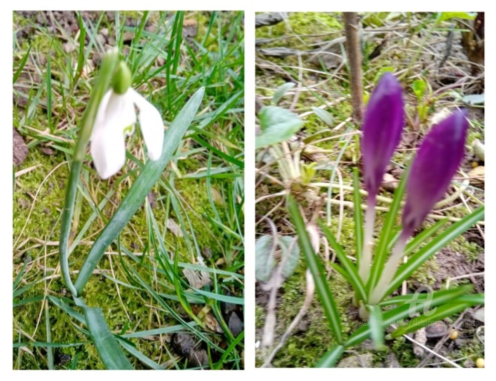 Malarstwo zatytułowany „Le printemps a nos…” autorstwa Slobodan Spasojevic (Spaki), Oryginalna praca, Fotografia cyfrowa