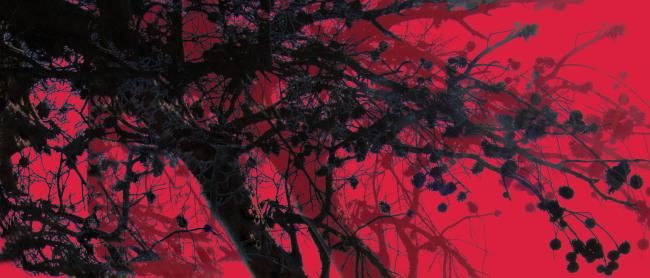 Painting titled "arbol atardecer" by Soledad Fernandez, Original Artwork