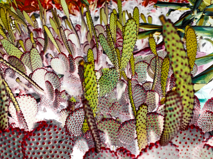 Фотография под названием "Cacti at night" - Sumit Ratta, Подлинное произведение искусства, Цифровая фотография