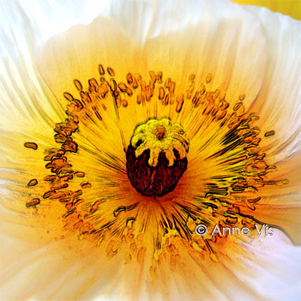 Digitale Kunst getiteld "California Poppy" door A V, Origineel Kunstwerk