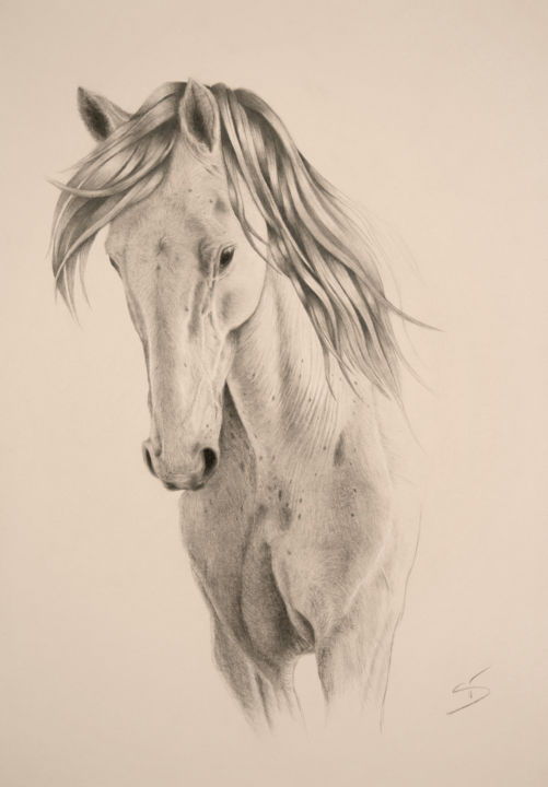 white horse face drawing
