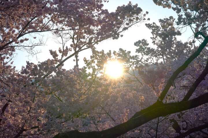 摄影 标题为“Cherry blossoms in…” 由Svalvald Photo, 原创艺术品, 数码摄影