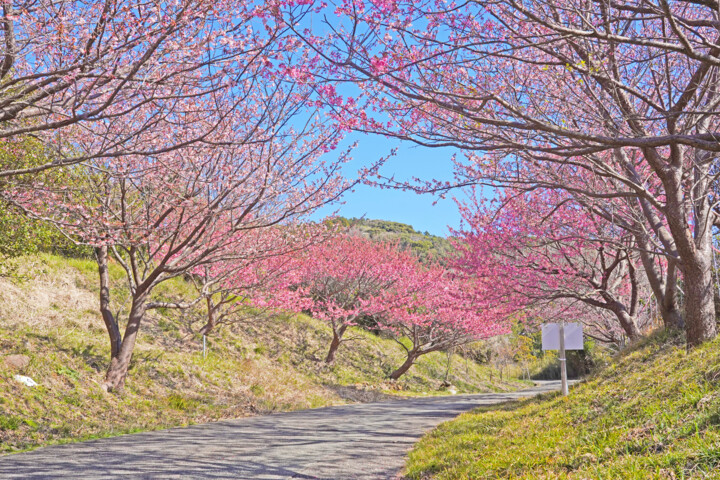 제목이 "Izu-toizakura bloom…"인 사진 Svalvald Photo로, 원작, 디지털