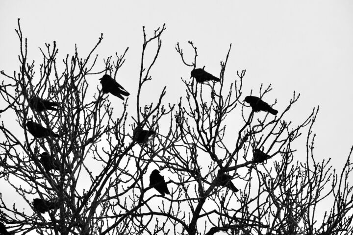 Fotografie getiteld "The Crows" door Sylvestre Bonnet, Origineel Kunstwerk, Niet gemanipuleerde fotografie