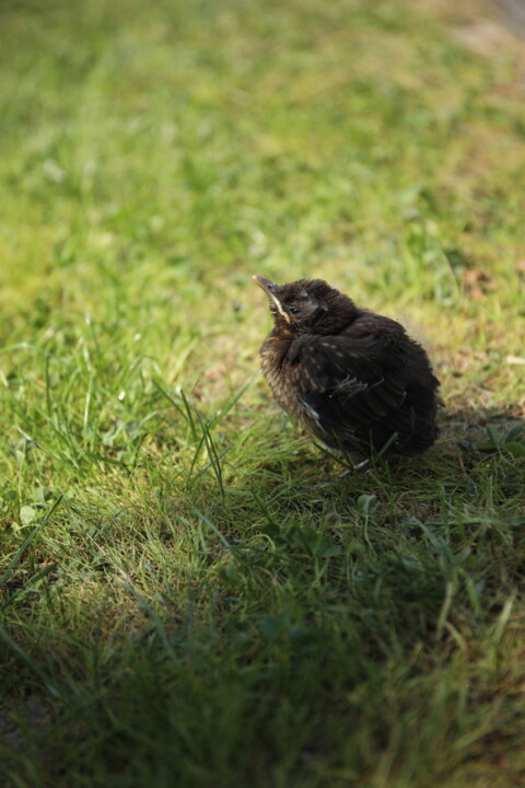 Photographie intitulée "Baby Bird" par Sylvia Haghjoo, Œuvre d'art originale, Photographie numérique