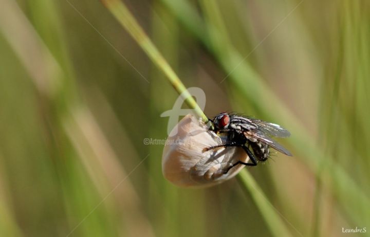 Photographie intitulée "la mouche et l'esca…" par Sylvie Léandre, Œuvre d'art originale