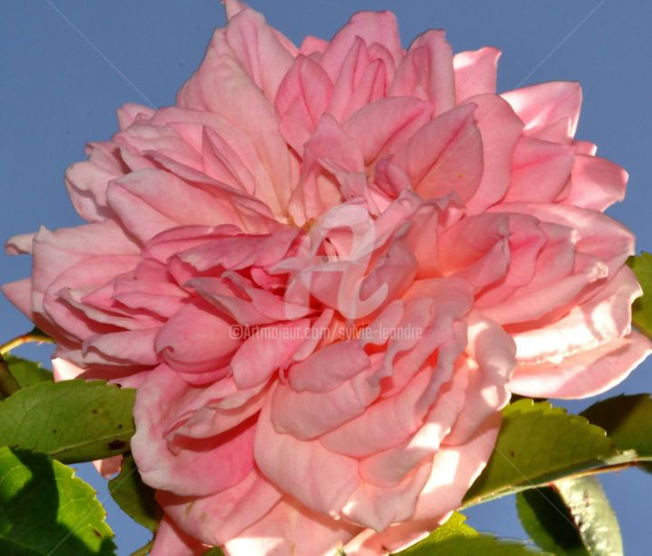 Photographie intitulée "rose" par Sylvie Léandre, Œuvre d'art originale