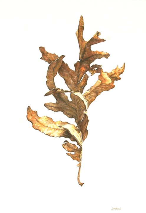 Dessin intitulée "Feuille de chêne ta…" par Sylvie Talon, Œuvre d'art originale, Crayon