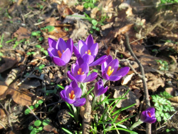 Фотография под названием "crocuses" - Tom Schrijver, Подлинное произведение искусства, Цифровая фотография