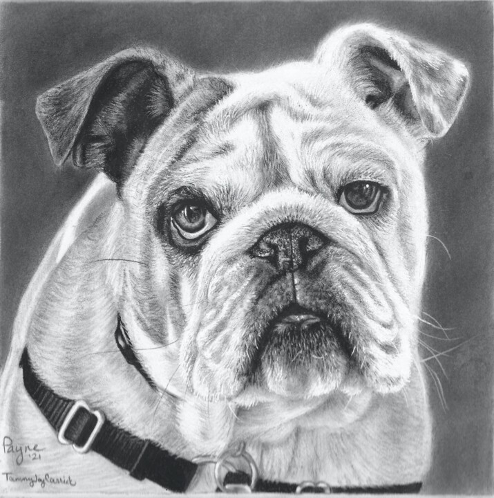Drawing titled "Bulldog" by Tammy Carrick, Original Artwork, Charcoal