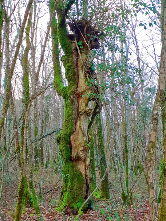 Photographie intitulée "Arbre TOTEM des bois" par Tc.Photographie, Œuvre d'art originale, Photographie numérique