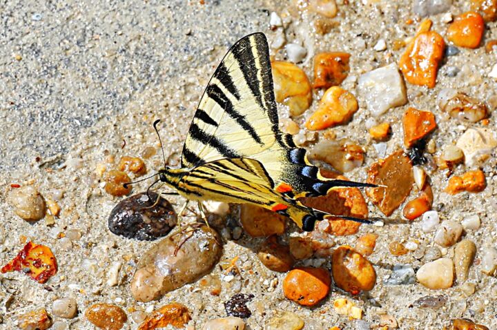 Φωτογραφία με τίτλο "Silence, papillon!" από Tc.Photographie, Αυθεντικά έργα τέχνης, Ψηφιακή φωτογραφία